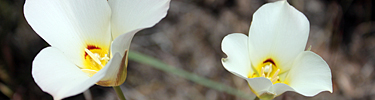 Sego_lily