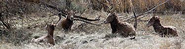 Bighorn sheep in Jones Hole