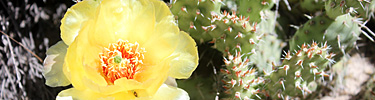 pricklypear