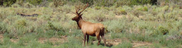 A bull elk watches over his domain