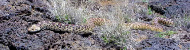 A gopher snake slithers across lava boulders