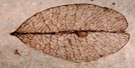 FLFO_Golden-rain tree seed FLFO_Golden-rain tree seed