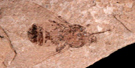 FLFO_Tsetse fly FLFO_Tsetse fly