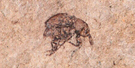 FLFO_Weevil FLFO_Weevil