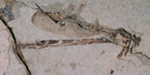 FLFO_damselfly FLFO_damselfly