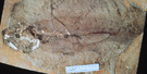 FLFO_bowfin fish FLFO_bowfin fish