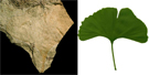 FLFO_gingko FLFO_gingko