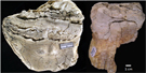 FLFO_mammoth FLFO_mammoth