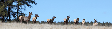 top photo - elk1