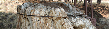 top photo - stump1