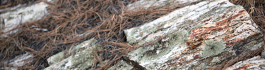 top photo - wood
