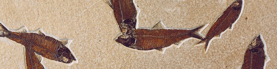 Knightia eocaena mass mortality