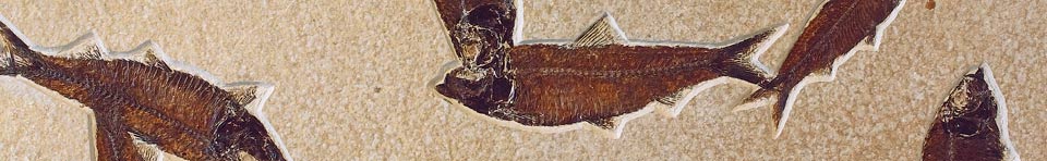 Knightia eocaena mass mortality