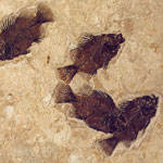 Priscacara liops