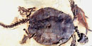 Chisternon undatum, Western Paleo Labs photo Chisternon undatum, Western Paleo Labs photo
