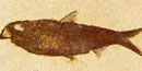 Knightia eocaena, NPS photo of Fossil Country Museum specimen Knightia eocaena, NPS photo of Fossil Country Museum specimen