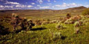 sagebrush country, photo by Rich Walter sagebrush country, photo by Rich Walter