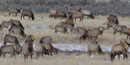 winter elk herd winter elk herd