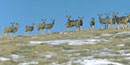 wintering mule deer wintering mule deer