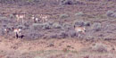 pronghorn antelope pronghorn antelope