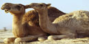 camel camel