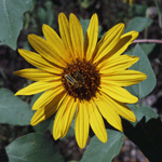 Common Sunflower