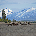 Elk in Big Prairie