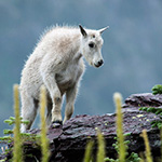 Baby Mountain Goat