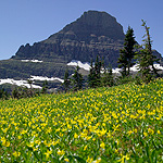Reynolds Mtn and yellow glacier lilies at Logan Pass