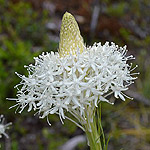Bear Grass in partial bloom