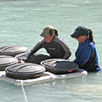 Preparing to translocate humpback chub. NPS photo by Melissa Trammell