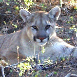 P-16, a male mountain lion, sitting in a bush