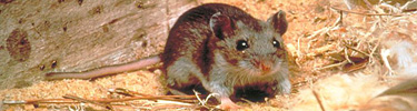 deer mouse, Peromyscus maniculatus, CDC photo