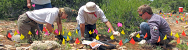 Crew transplanting Tusayan flame flowers
