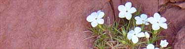 Mountain Phlox - Phlox austromontana Coville