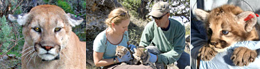 Lion research at Grand Canyon National Park