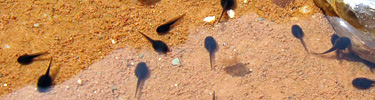 Tadpoles in Salt Creek 2007 04 14