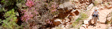 Hiking down the Bright Angel Trail