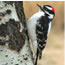 Checklist of common birds of Grant-Kohrs Ranch