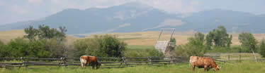 Two longhorn steers grazing with a Beaverslide haystacker in the background