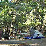 Tent in Cottonwood Trees