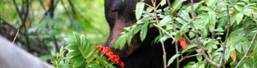 Black Bear with mountain ash berries, photo by Rebecca Wiles
