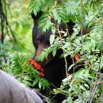 Black bear eating berries