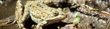 Spotted frog photo by Dave Smaldone/NPS