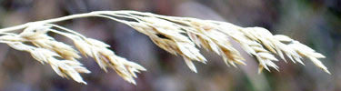 Grass