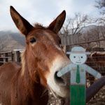 Ranger Stanley is featured every Sunday on our Facebook page.