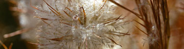 Many grass species thrive in the desert climate and are found throughout the park.
