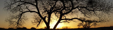 Tree silouettes highlight the fading evening sky.