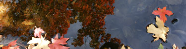 Fallen leaves float silently on the reflection of maples at the water's edge.