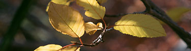 Leaves of deciduous trees turn color in fall.